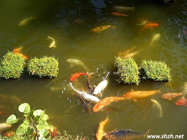 池塘中饲养的鱼类及池塘形状决定家居好风水: 现代家居私家花园中有