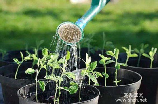 将淘米水直接用来浇花,不但会导致花盆发臭,植株烧根,还很容易造成