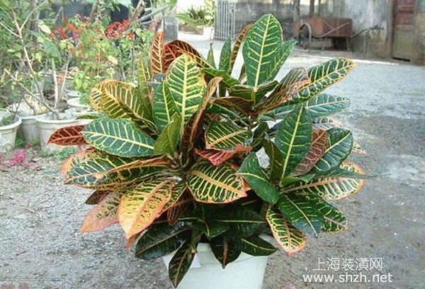 不能放在室內(nèi)的綠植有哪些？