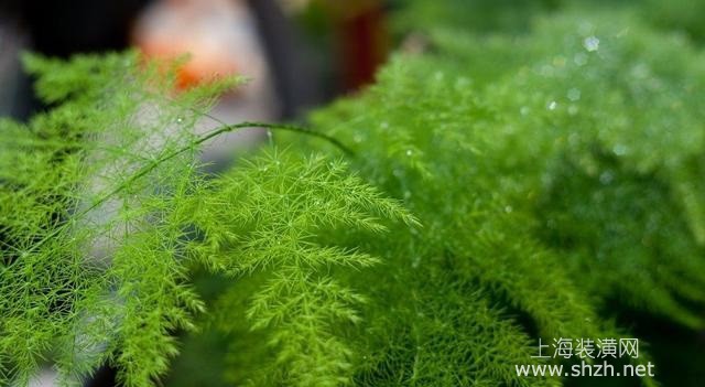 夏天養(yǎng)什么植物好，這五種花草清涼消暑值得擁有