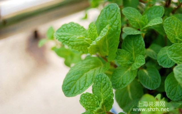 夏天養(yǎng)什么植物好，這五種花草清涼消暑值得擁有