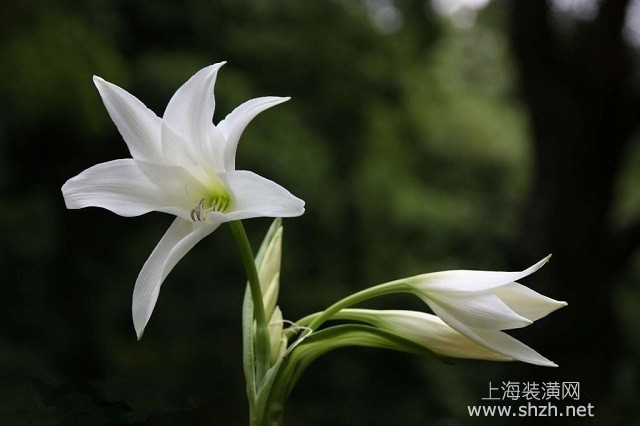 百合花怎么養(yǎng)才能活的好，這五點百合花的養(yǎng)護方法一定要掌握