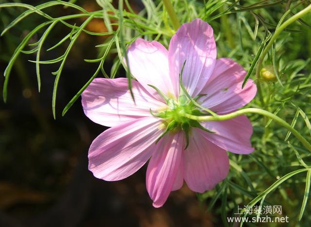 怎么養(yǎng)好波斯菊，掌握這些波斯菊的種植方法保證花開似錦