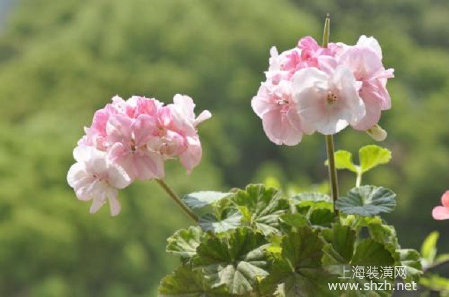 夏天天竺葵怎么養(yǎng)，保證通風(fēng)，控制澆水