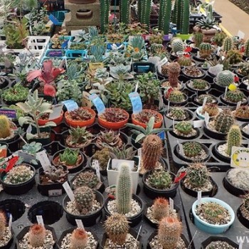 绿植也要讲究摆放位置 三个实用技巧让你家绿意加倍 上海装潢网