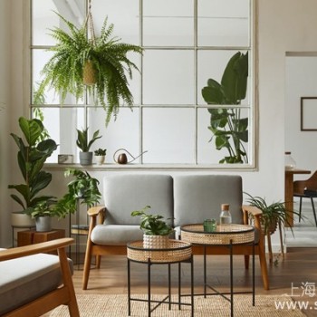 分享居家绿植布置的五大妙招，让你的家焕然一新