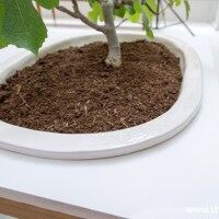 简约清新